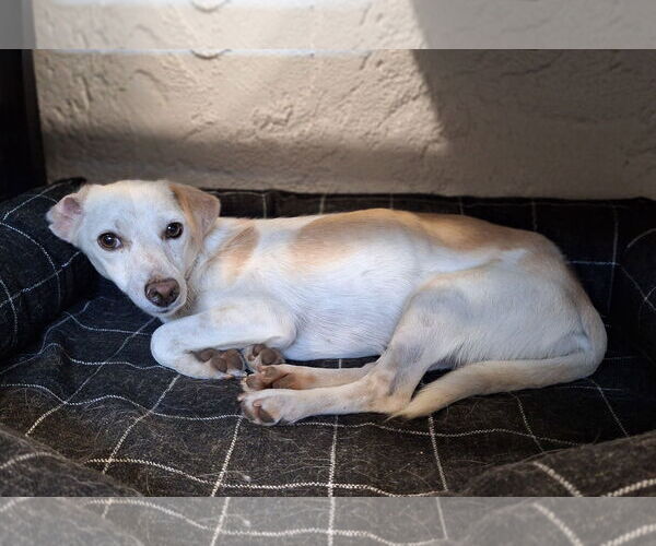 Medium Photo #3 Jack Russell Terrier-Unknown Mix Puppy For Sale in Chico, CA, USA