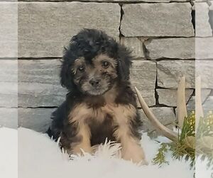 Poodle (Miniature) Puppy for sale in GORDONVILLE, PA, USA