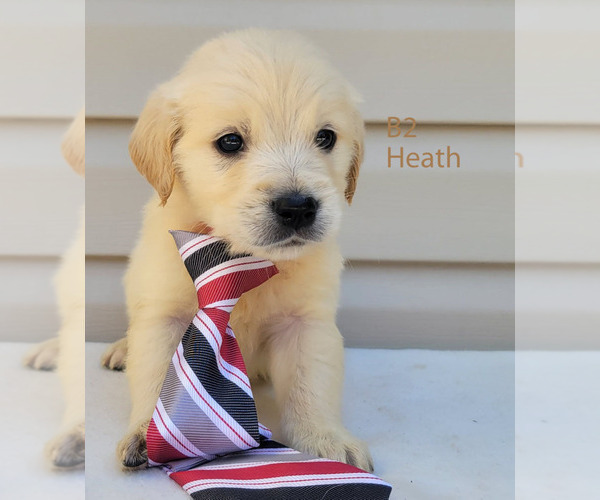 Medium Photo #6 Golden Retriever Puppy For Sale in MILFORD, MI, USA