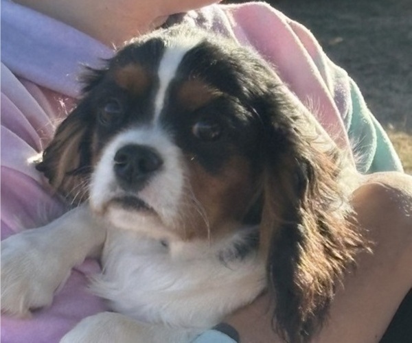 Medium Photo #11 Cavalier King Charles Spaniel Puppy For Sale in ABILENE, TX, USA
