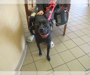 American Staffordshire Terrier-Unknown Mix Dogs for adoption in Ocala, FL, USA