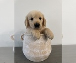Puppy Jake Golden Retriever