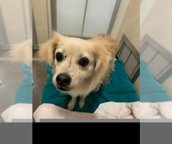 Medium Photo #1 Chihuahua Puppy For Sale in Berkeley , CA, USA