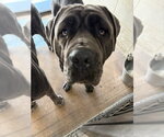 Small Neapolitan Mastiff