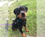 Small #2 Rottweiler