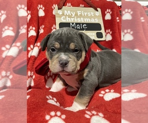 American Bully Dog for Adoption in WHITELAND, Indiana USA