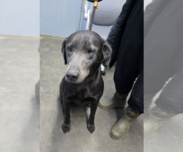 Medium Photo #1 Labrador Retriever-Unknown Mix Puppy For Sale in Evansville, IN, USA