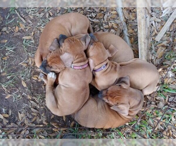 Medium Photo #10 Rhodesian Ridgeback Puppy For Sale in NEW SMYRNA, FL, USA