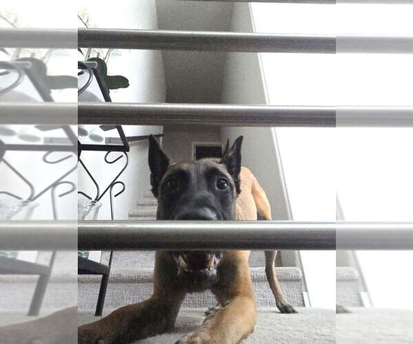 Medium Photo #4 Mutt Puppy For Sale in Imlay City, MI, USA