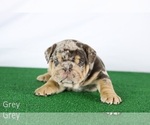 Small #2 Bulldog