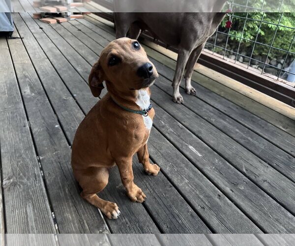 Medium Photo #2 Doberman Pinscher-Unknown Mix Puppy For Sale in Minneaoplis, MN, USA