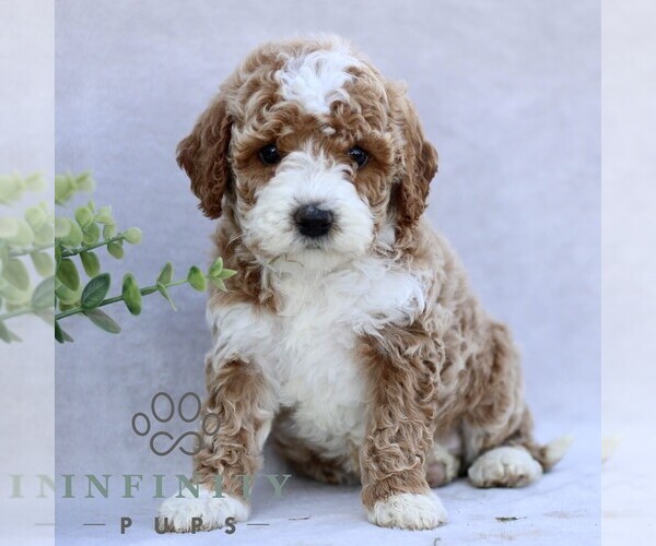 Medium Photo #1 Goldendoodle (Miniature) Puppy For Sale in EPHRATA, PA, USA