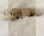 Small Photo #3 Goldendoodle Puppy For Sale in ZEBULON, NC, USA