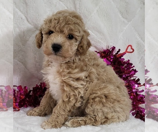Medium Photo #1 Bichpoo Puppy For Sale in ARTHUR, IL, USA