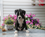 Small Photo #29 Boxer Puppy For Sale in GRABILL, IN, USA