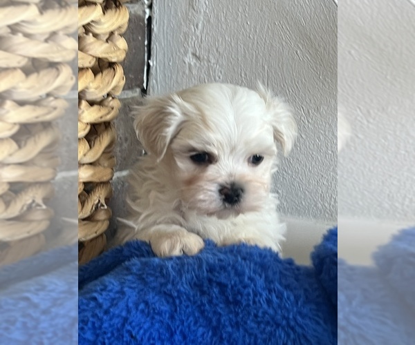 Medium Photo #3 Maltese Puppy For Sale in NILES, MI, USA