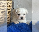 Small #2 Maltese
