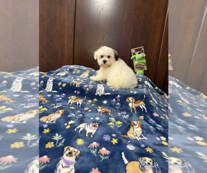Morkie Puppy for Sale in BENSON, North Carolina USA