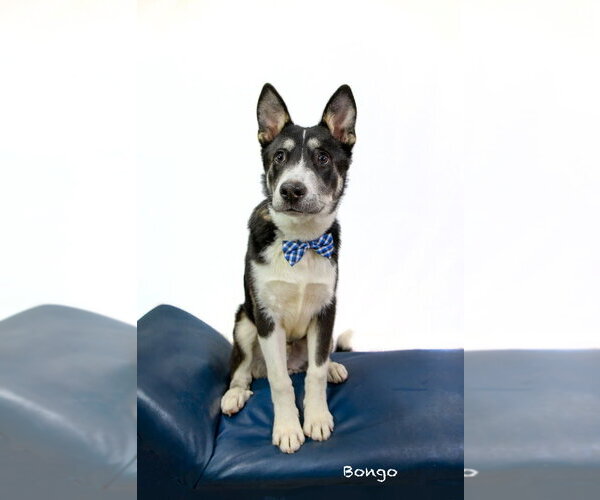 Medium Photo #3 Mutt Puppy For Sale in Hot Springs Village, AR, USA