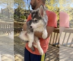 Small Photo #75 Siberian Husky Puppy For Sale in KANSAS CITY, MO, USA
