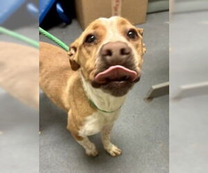 Mutt Dogs for adoption in Glen Allen, VA, USA