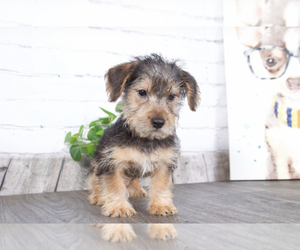 YorkiePoo Puppy for sale in RED LION, PA, USA