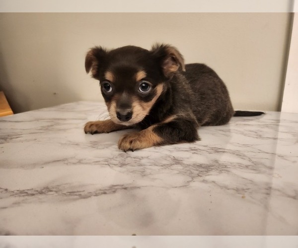 Medium Photo #16 Chihuahua Puppy For Sale in MARIETTA, GA, USA