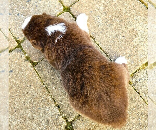 Medium Photo #16 Australian Shepherd Puppy For Sale in NELSON, VA, USA