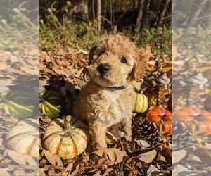 Poodle (Miniature) Puppy for sale in MIDLAND, NC, USA