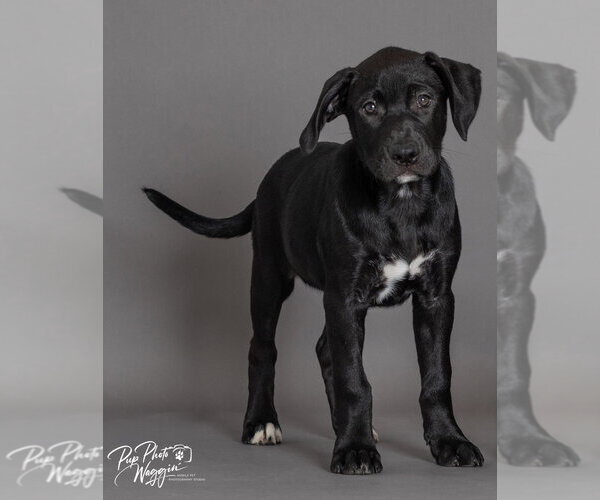 Medium Photo #2 Labrador Retriever-Unknown Mix Puppy For Sale in Claremore, OK, USA