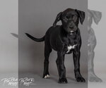Small #1 Labrador Retriever Mix