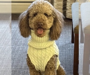 Father of the Goldendoodle-Poodle (Standard) Mix puppies born on 06/06/2025