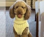 Small Photo #1 Goldendoodle-Poodle (Standard) Mix Puppy For Sale in DENVER, CO, USA