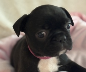 French Bulldog Puppy for sale in MUSCODA, WI, USA
