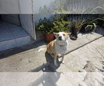 Small #2 Pembroke Welsh Corgi Mix