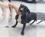 Small #2 American Pit Bull Terrier Mix