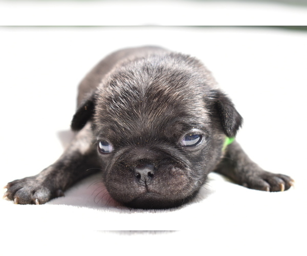 Medium Photo #1 Pug Puppy For Sale in PALM COAST, FL, USA