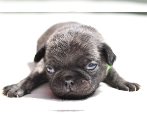 Pug Puppy for sale in PALM COAST, FL, USA