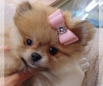Small Photo #6 Pomeranian Puppy For Sale in PEMBROKE PINES, FL, USA