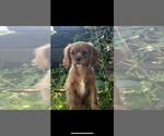 Small #5 Cavalier King Charles Spaniel