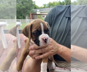 Cocker Spaniel Puppy for sale in ORTONVILLE, MI, USA