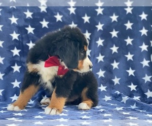 Bernese Mountain Dog Puppy for sale in LANCASTER, PA, USA