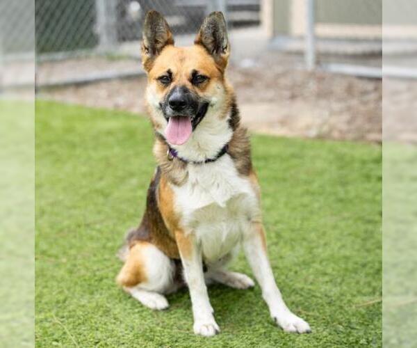 Medium Photo #2 German Shepherd Dog-Unknown Mix Puppy For Sale in Camarillo, CA, USA