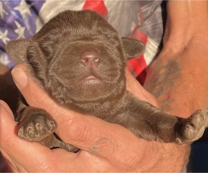 Labrador Retriever Puppy for sale in OSYKA, MS, USA