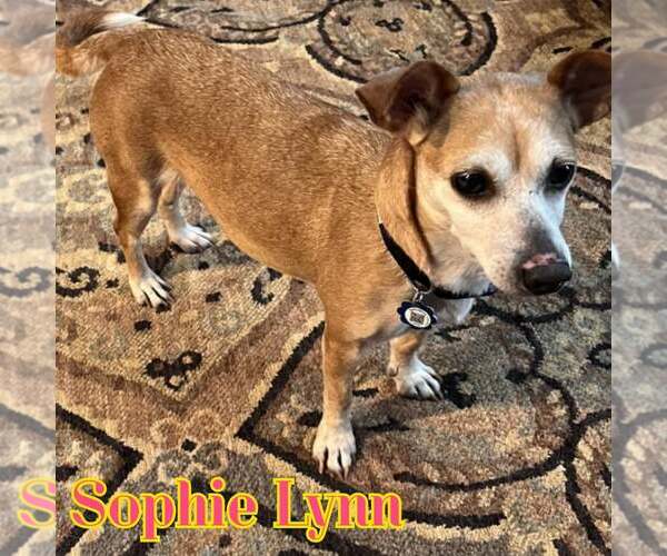 Medium Photo #2 Chiweenie Puppy For Sale in San Antonio, TX, USA