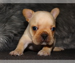 Small Photo #3 French Bulldog Puppy For Sale in VERONA, MO, USA