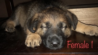 German Shepherd Dog Puppy for sale in GUNNISON, UT, USA