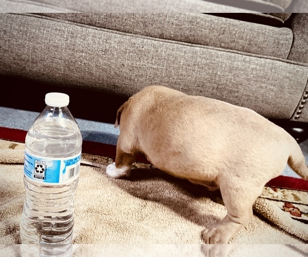 Medium Photo #9 American Bully Puppy For Sale in GROVE CITY, MN, USA