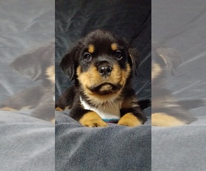 Rottweiler Puppy for sale in DRAPER, VA, USA