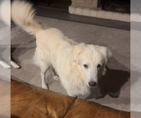 Medium Photo #9 Great Pyrenees Puppy For Sale in Dallas, TX, USA